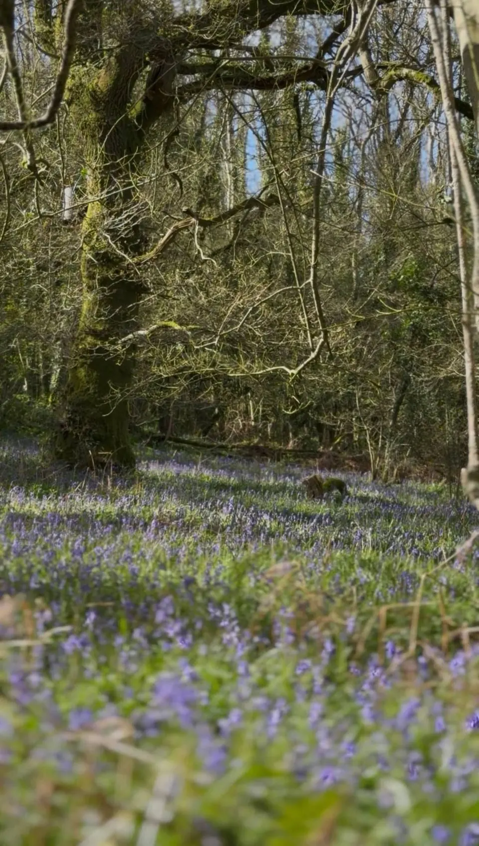 Bluebells flowering under the trees at Knapp Woods