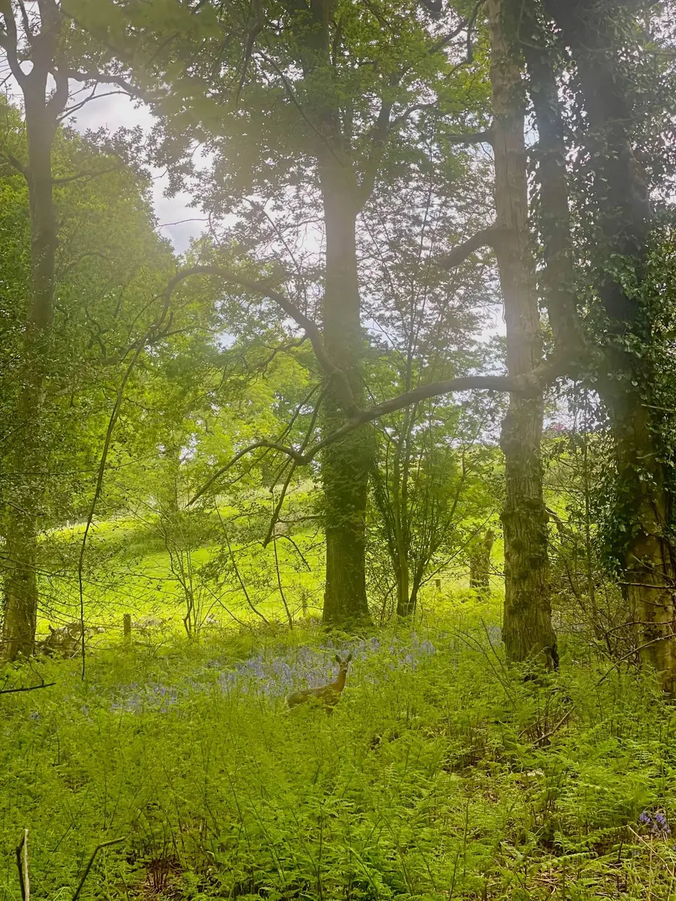 A picture of a deer in the bluebells, taken as we left